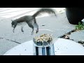 Twirl Squirrel Machine Wipe Out FYV