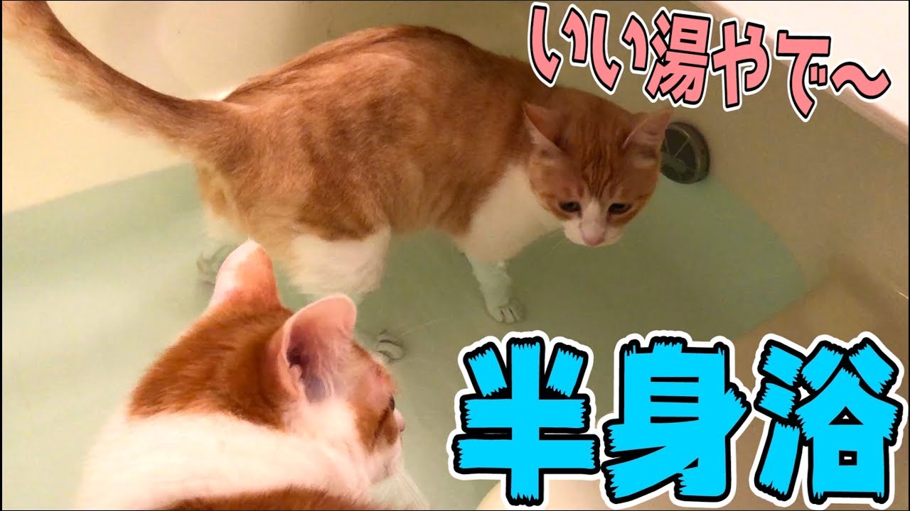 当然のようにお風呂で半身浴をしちゃう猫www