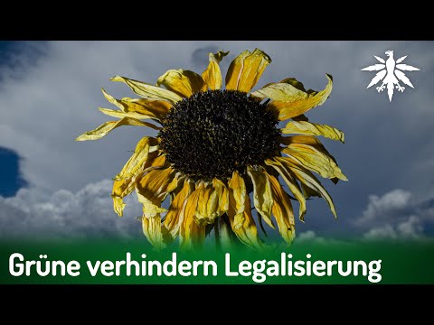 Grüne verhindern Legalisierung | DHV-News # 441