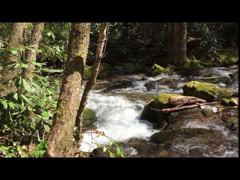 Lots of water. Look for salamanders.