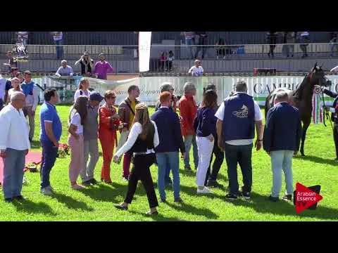 2 nd place N.80 AG NOBEL DAVIDE - 2017 Italian Nationals - Stallions Championship (Class 20)