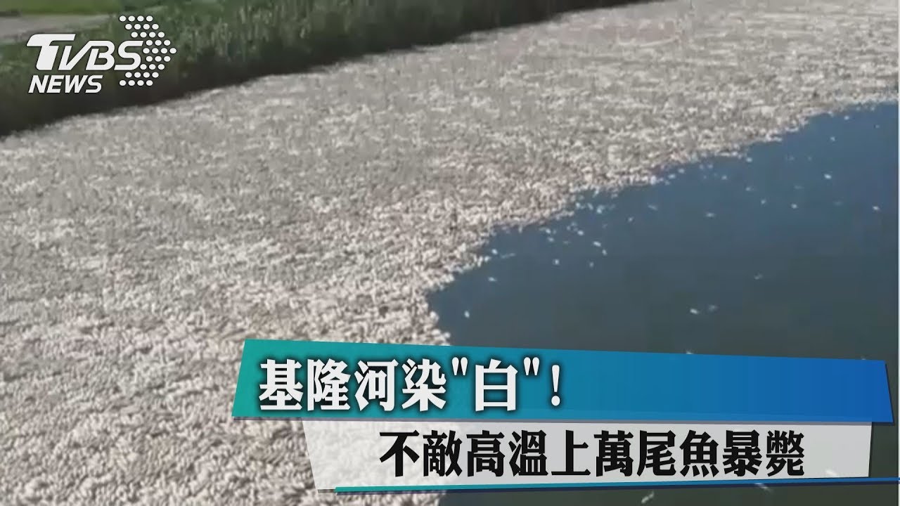 不敵高溫! 基隆河上萬魚群暴斃傳惡臭