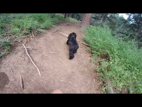 Ooops! Miss Scarlett Goes Off Trail!- Tree SpringTrail