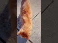 Beautiful Orange Cat Meowing