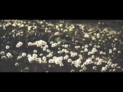 Fallout (ver. 2) - John Frusciante