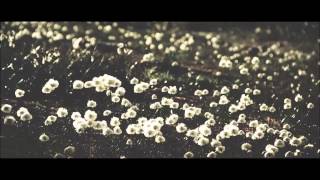 John Frusciante - Fallout Legendado Eng/PT