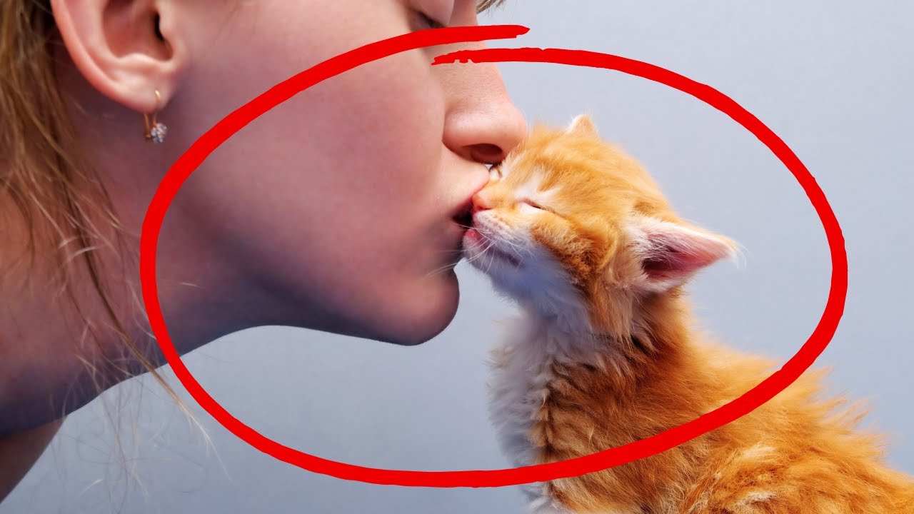 Do You Kiss Your Cat? How Cats Perceive Kisses