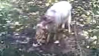 preview picture of video 'Sprechender, verrückter Ziegenbock im Tierpark Geithain'