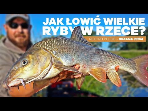 347 JAK ŁOWIĆ WIELKIE RYBY W RZECE? REKORDZISTA POLSKI OPOWIADA! WĘDKARSKA FEEDER KUCHNIA CZ.3