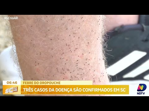 Alerta em Santa Catarina: três casos da Febre do Oropouche confirmados no Médio Vale do Itajaí