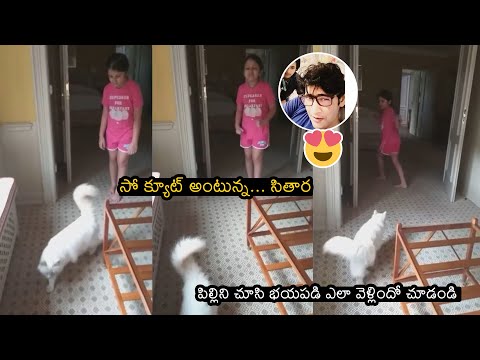 CUTEST VIDEO: Mahesh Babu's Daughter Sitara Playing With Cat At Home | News Buzz