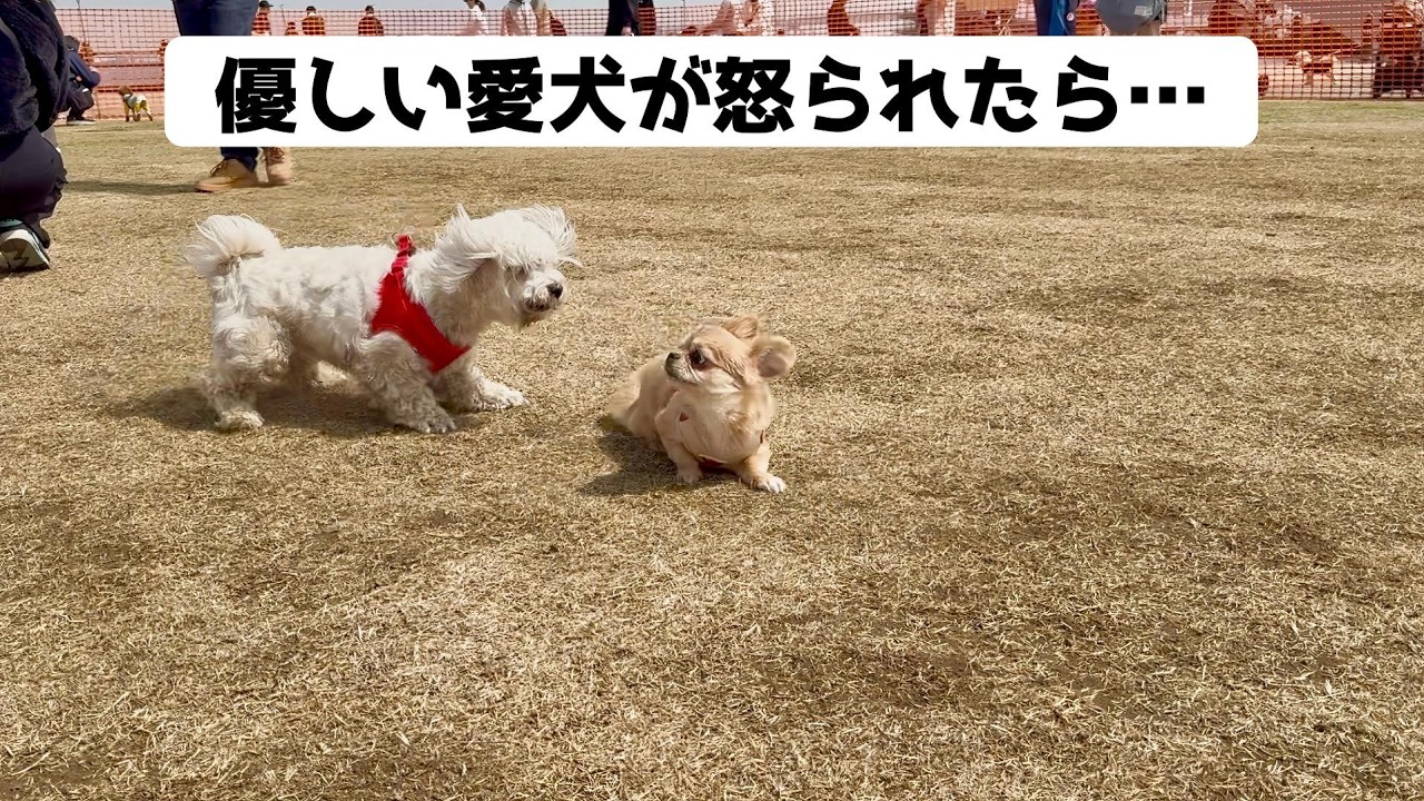 優しい愛犬が怒られた結果…【うわうわ犬】