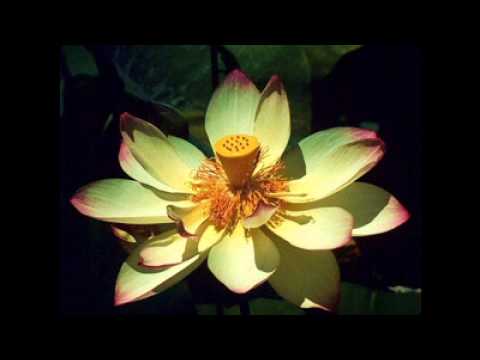 O dayal Re Eki Tomar khela - Abdul Alim.wmv