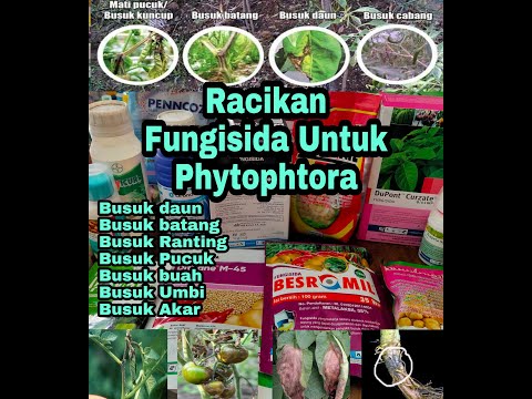 , title : 'Racikan Fungisida untuk Phytophtora ||| Busuk daun(Hawar daun),Busuk buah,batang,ranting,umbi,akar'