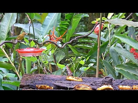Female Summer Tanager Successfully Hunts For Insects At The Panama Fruit Feeder – Oct. 5, 2020