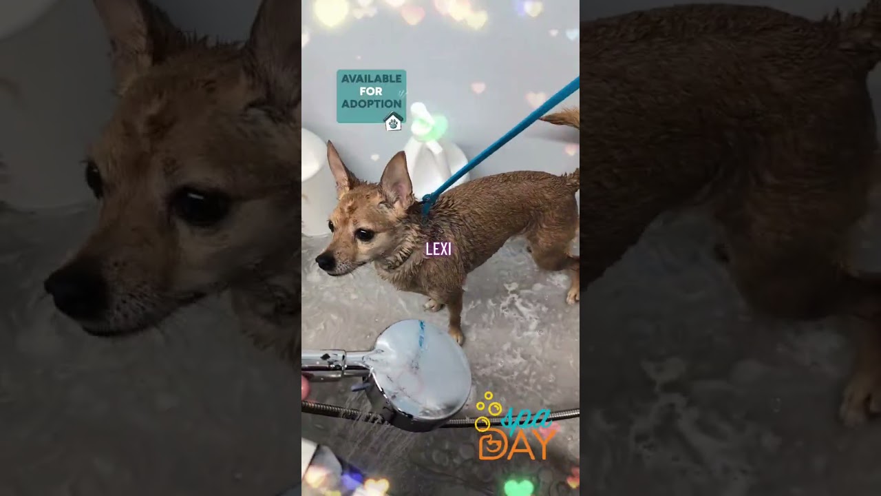 Lexie, a ADOPTABLE mixed breed in West Brookfield, MA video 6/6