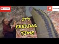 ITS FEEDING TIME HIRUDO VERBANA Leech Feeding