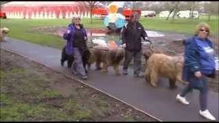 preview picture of video 'Briards Carlisle Walk 2013 Part 1'