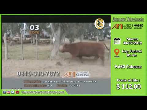 30-07-19 - Venta de Gordo - Remate Televisado de Alfredo S. Mondino - Capital Federal