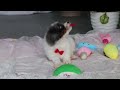 Cavapoo dogs for sale: Jordan - Video 1