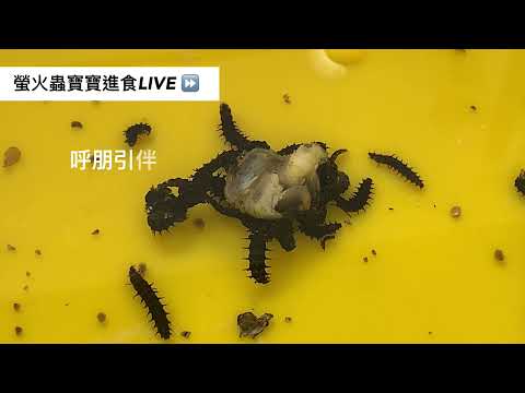 螢火蟲寶寶餵食秀