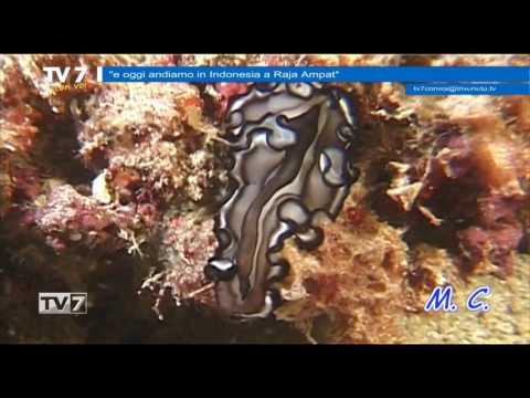 Tv7 con Voi del 8/3/2017 - Andiamo in Indonesia a Raja Ampat (2 di 3)