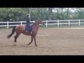 Mare Czech Warmblood For sale 2012 Bay