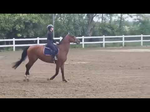 Merrie Tsjechisch sportpaard Te koop 2012 Donker bruin / bai ,  Conway