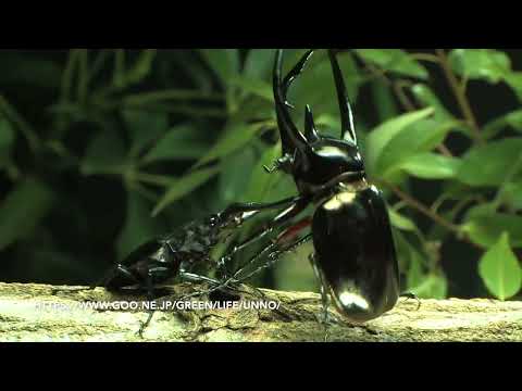 コーカサスオオカブトvsギラファノコギリクワガタ