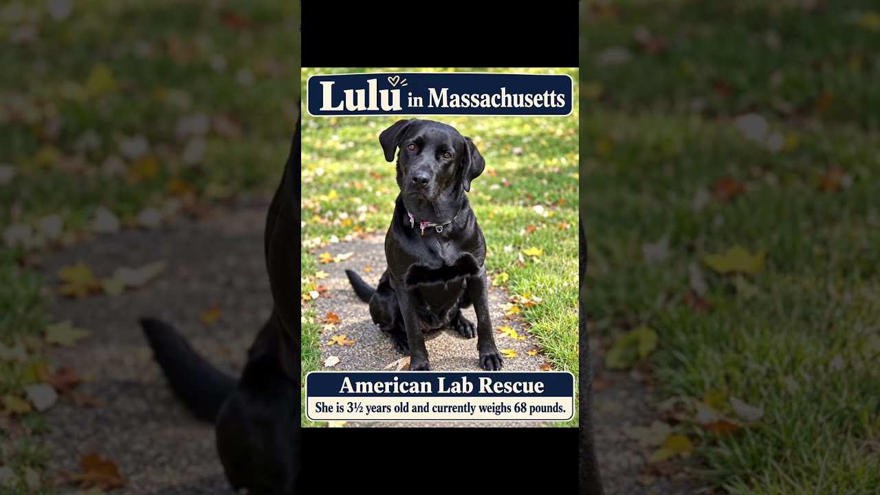 Enlarge Lulu - In Mass., a Adoptable Black Labrador Retriever in Willington, CT video 6/6