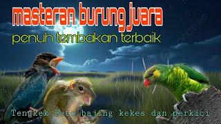 Download lagu Masteran burung juara Tengkek Buto bajing kekes dan perkici 🔥 mp3 Download lagu Masteran burung juara Tengkek Buto bajing kekes dan perkici 🔥 mp3