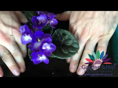Come potare la violetta africana - Saintpaulia ionantha