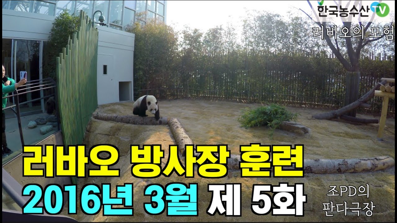 [PandaTV] Panda Lebao exploring the Everland enclosure in March 2016, 판다 러바오 2016년 3월 에버랜드 방사장 체험