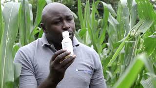 How To Control Fall Army Worm on Maize