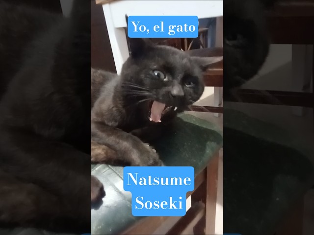 Vídeo relacionado con Eu e os Gatos (Portuguese Edition)