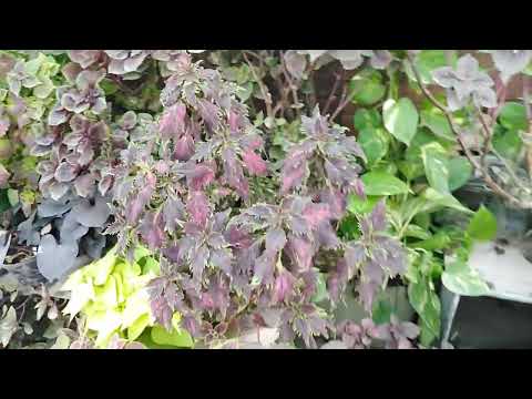 Amazing beauty of roses in umama's garden