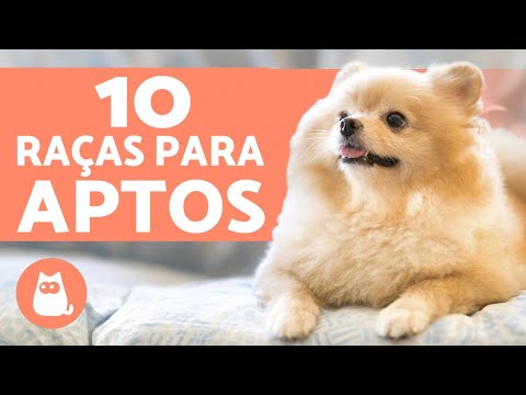 10 Dogs Suitable for Apartments: Breeds + Characteristics