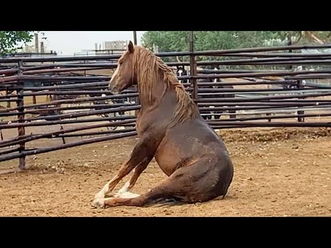 La vidéo la plus drôle sur les chevaux 🤣 meilleure compilation !