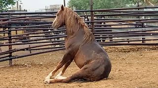 La vidéo la plus drôle sur les chevaux 🤣 meilleure compilation !