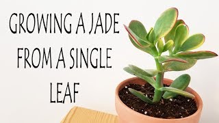 How To Grow A Jade Plant From Single Leaf