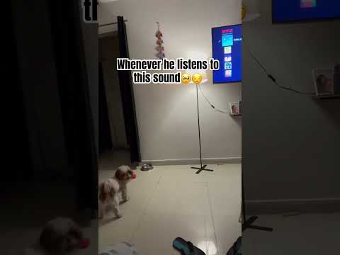 What’s so strange !!!🧐🧐🤨 #trending #smallyoutuber #dogshorts #dogsoftiktok #trend #dogslife #pup