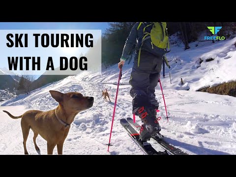 SKI TOURING with your Dog | HOW TO Ski Tour With Your Dog | 5 Tips