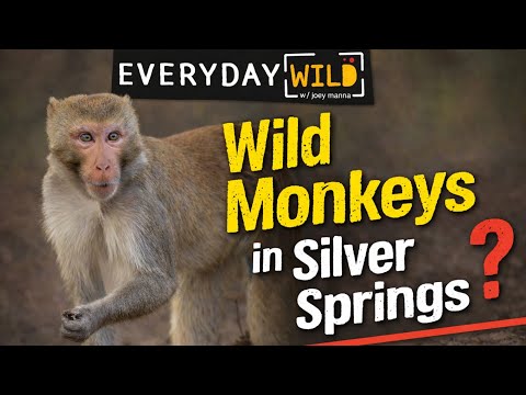 Florida Trend Video Pick - Video