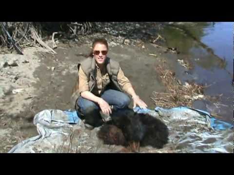 download lagu mp3 mp4 Alaska Healing Hearts, download lagu Alaska Healing Hearts gratis, unduh video klip Alaska Healing Hearts