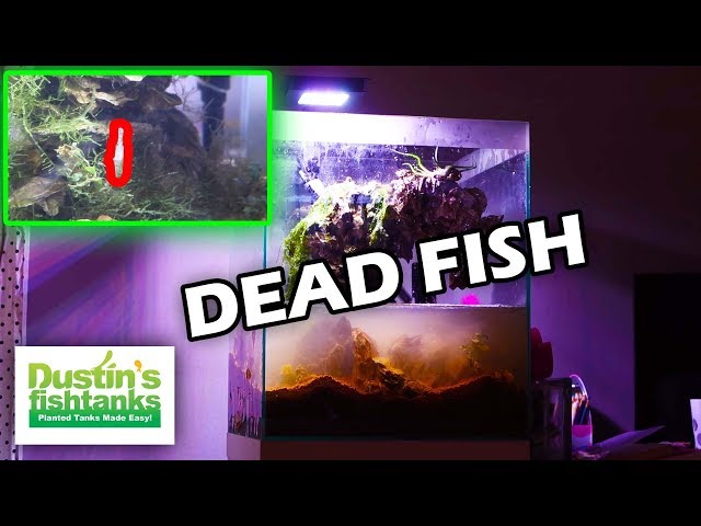 DEAD FISH - Aquarium Reset. KIDS Planted Aquarium. Daughter's Tank New Betta Fish