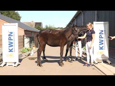 26 FÜRST DIOR X GRIBALDI