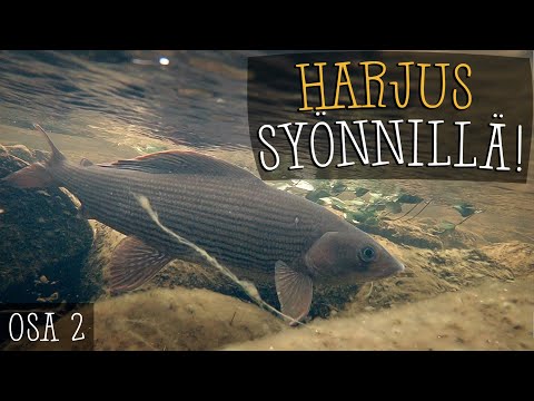 HARJUS HARJUKSEN PERÄÄN | Harjuksen perhokalastus | Lappi & Kalastus