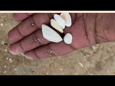 Chelsea beach as a pedagogical contact zone by Piumi Kulathungage