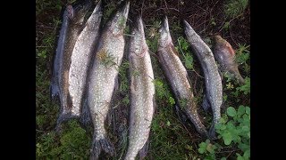 Когда ловить щуку в мурманской области