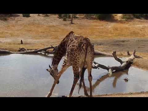 Djuma: Lone Giraffe - 11:55 - 08/21/19